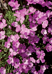 Dianthus x arvernensis                            